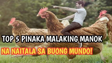 10 Pinaka Malaking Manok sa Buong Mundo .
